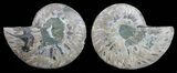 Polished Ammonite Pair - Agatized #59446-1